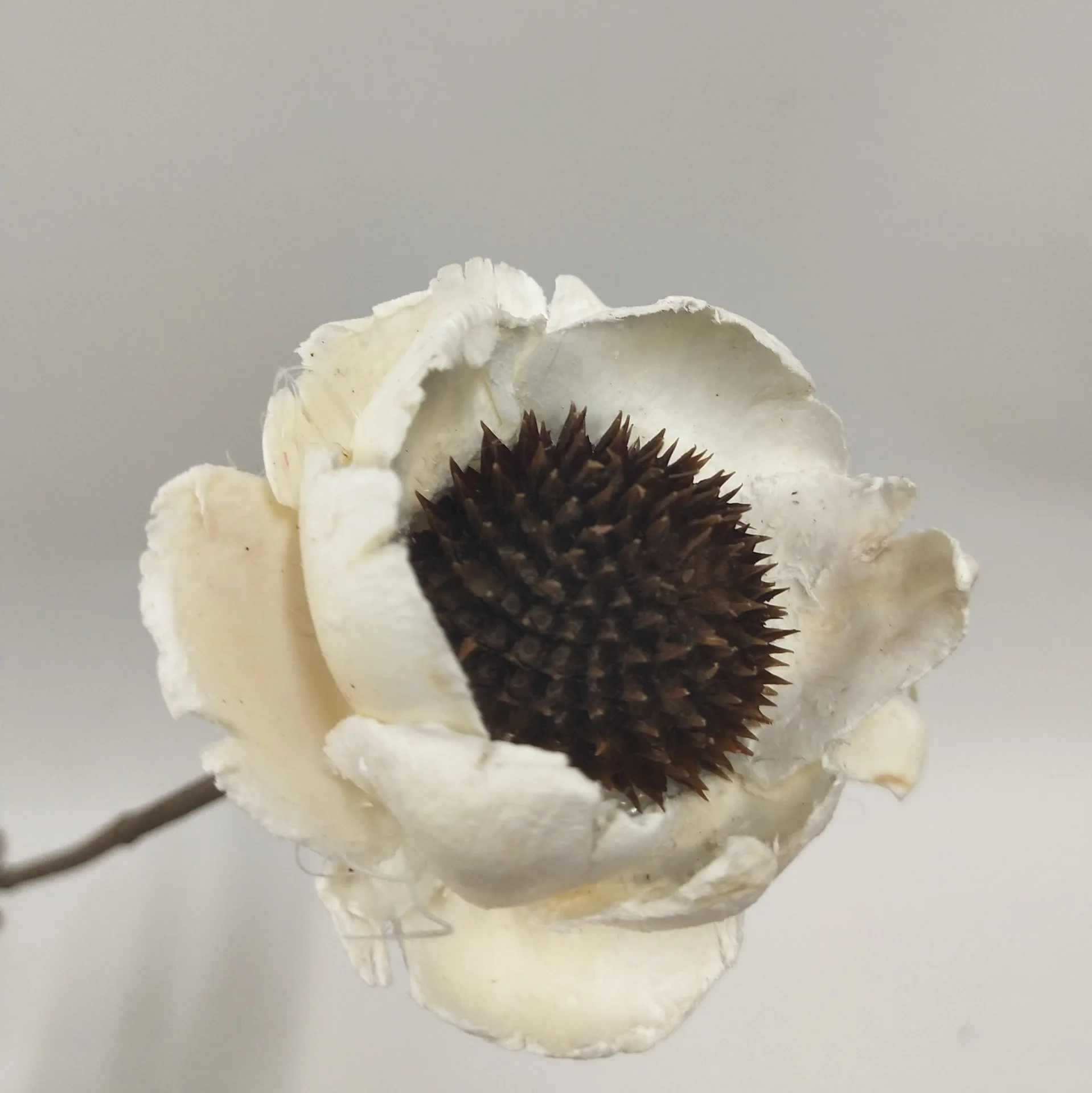 Dried artificial corn poppy flower crafts , hand made by natural coconut,home decor, floral arrangement