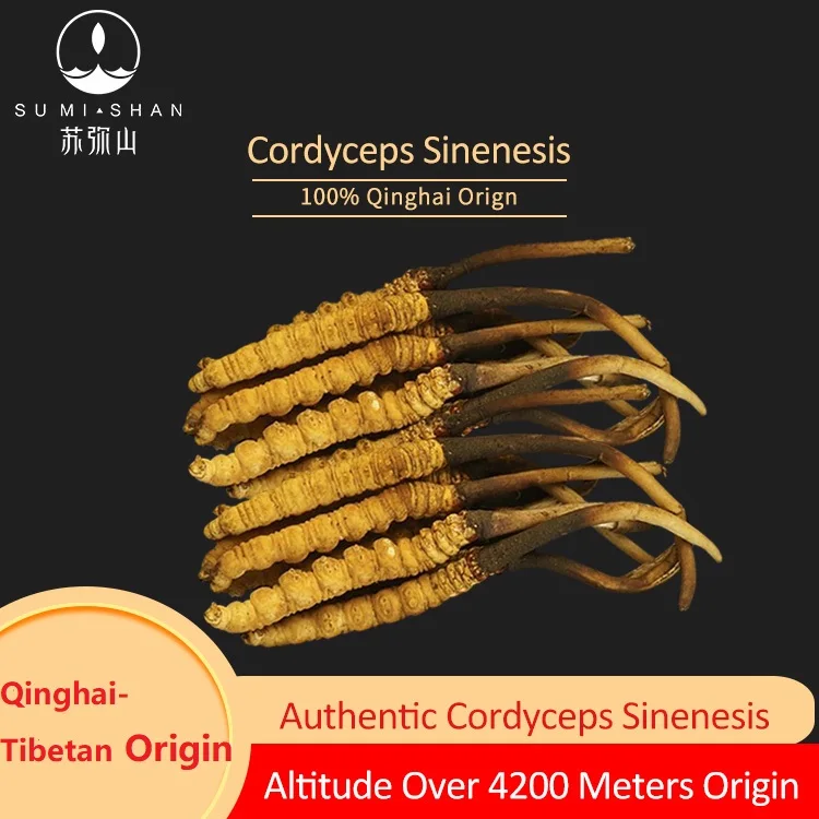  100% Аутентичный Qinghai-тибетское происхождение дикий Aweto Winterworm Summerherb Cordyceps