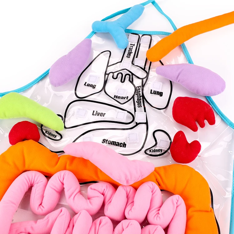 Hot Sale Cheap Human Body Organ Toy with Apron Viscera Montessori Teaching Early Educational Toy for Kid