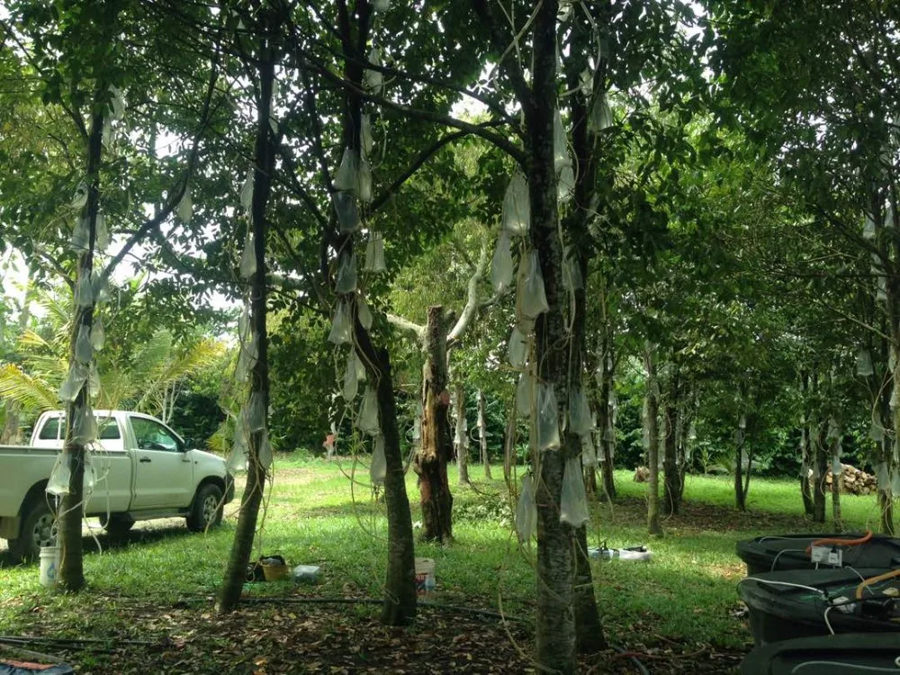 WHY PAY MORE? Original 100% Handmade High Quality Oud Bakhoor Clean Air suits Enviroment at Home #stayathome