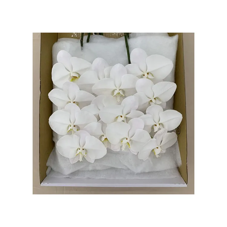 Sale Of Professional Production Cut White Phalaenopsis Fresh Cut Flowers