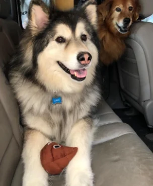 Funny Poop Farting do chewing plush Toy Funny Sounds Squeeze pet dog toy mischief friend toy OEM