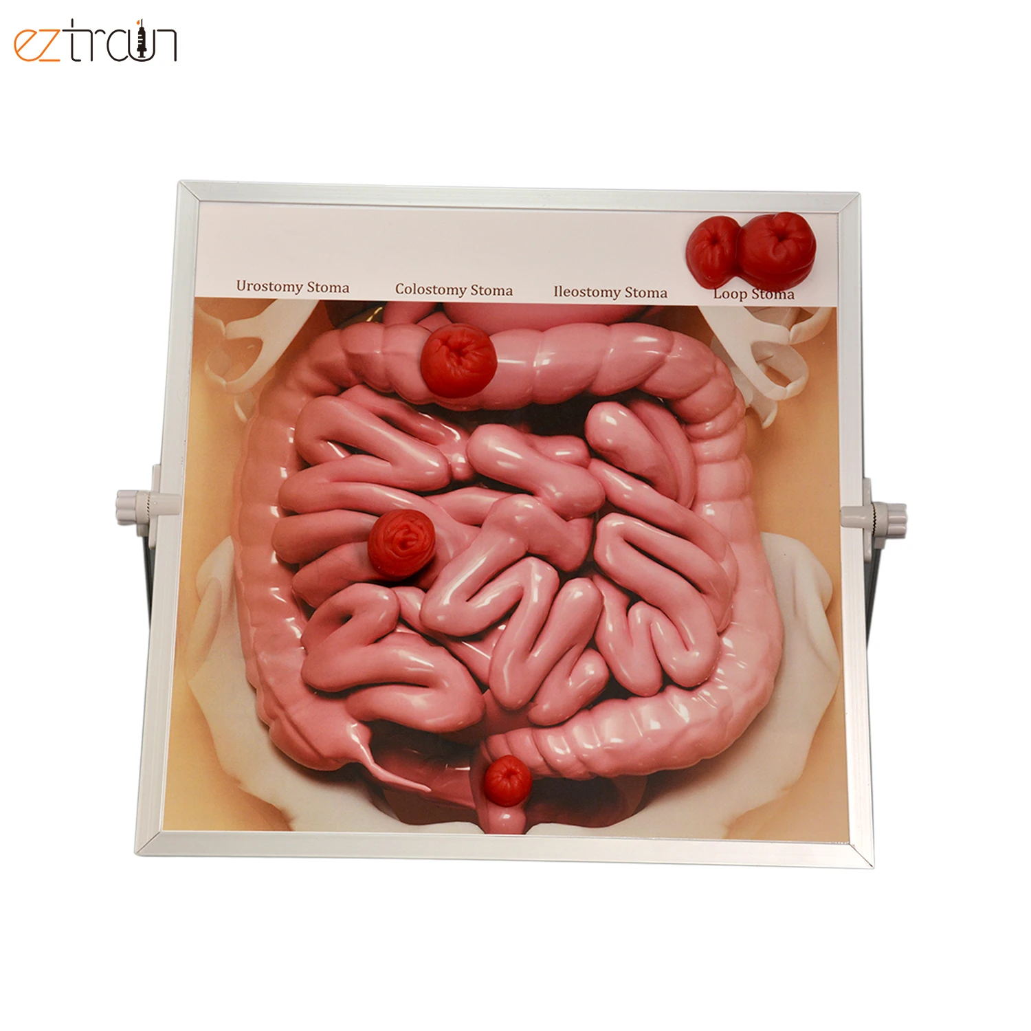 Medical Biological Teaching Ostomy Demonstration kit Model School Anatomy Model