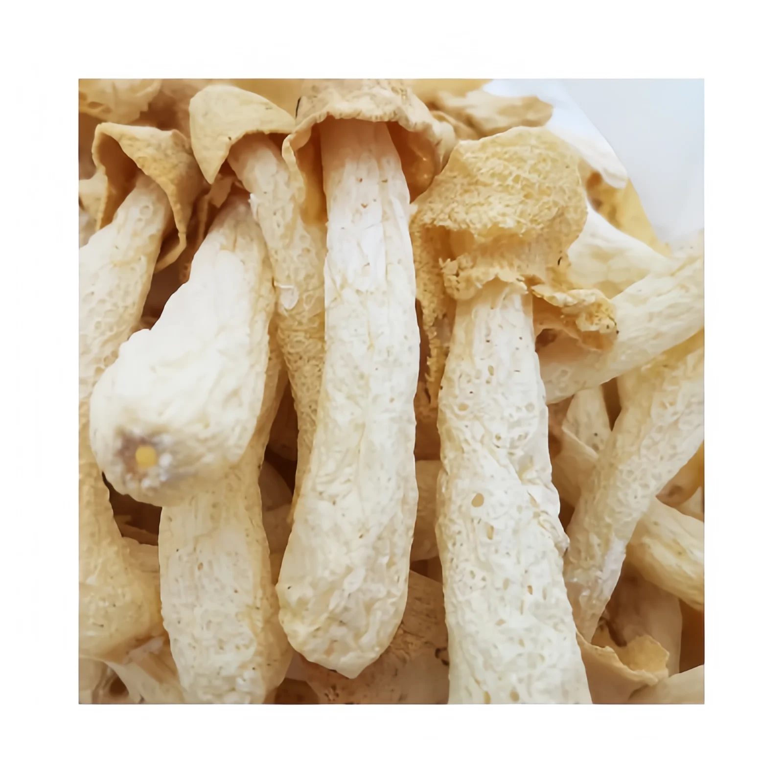 Dried Dictyophora Fungus