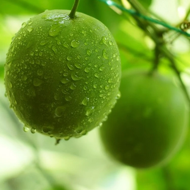 
High Quality Natural sugar substitute Monk Fruit erythritol Stevia Siraitia Grosvenorii Sweetener 