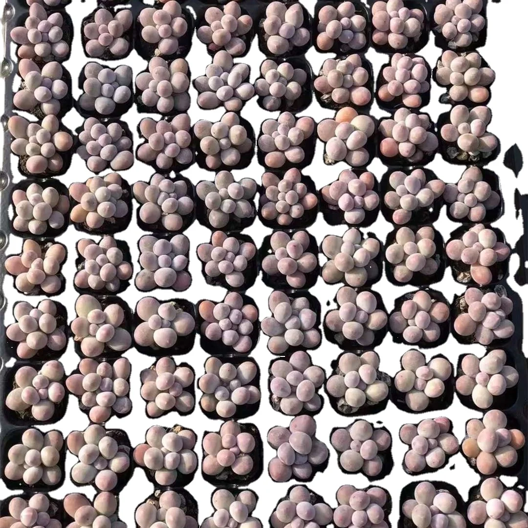 Houseplants Indoor Plants Artificial succulents Echeveria plants wholesale succulents seedlings