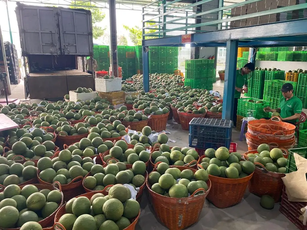 VIETNAMESE SUPPLIER OF GREEN SKIN POMELO FRESH GRAPEFRUITS IN BULK GOOD PRICES FOR EXPORT WHOLESALE