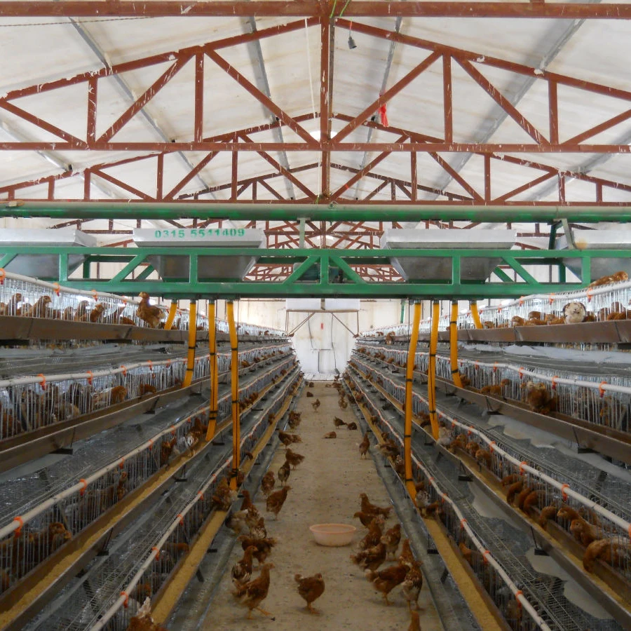 Сельское хозяйство стальная конструкция птицефабрики курица кур-несушек