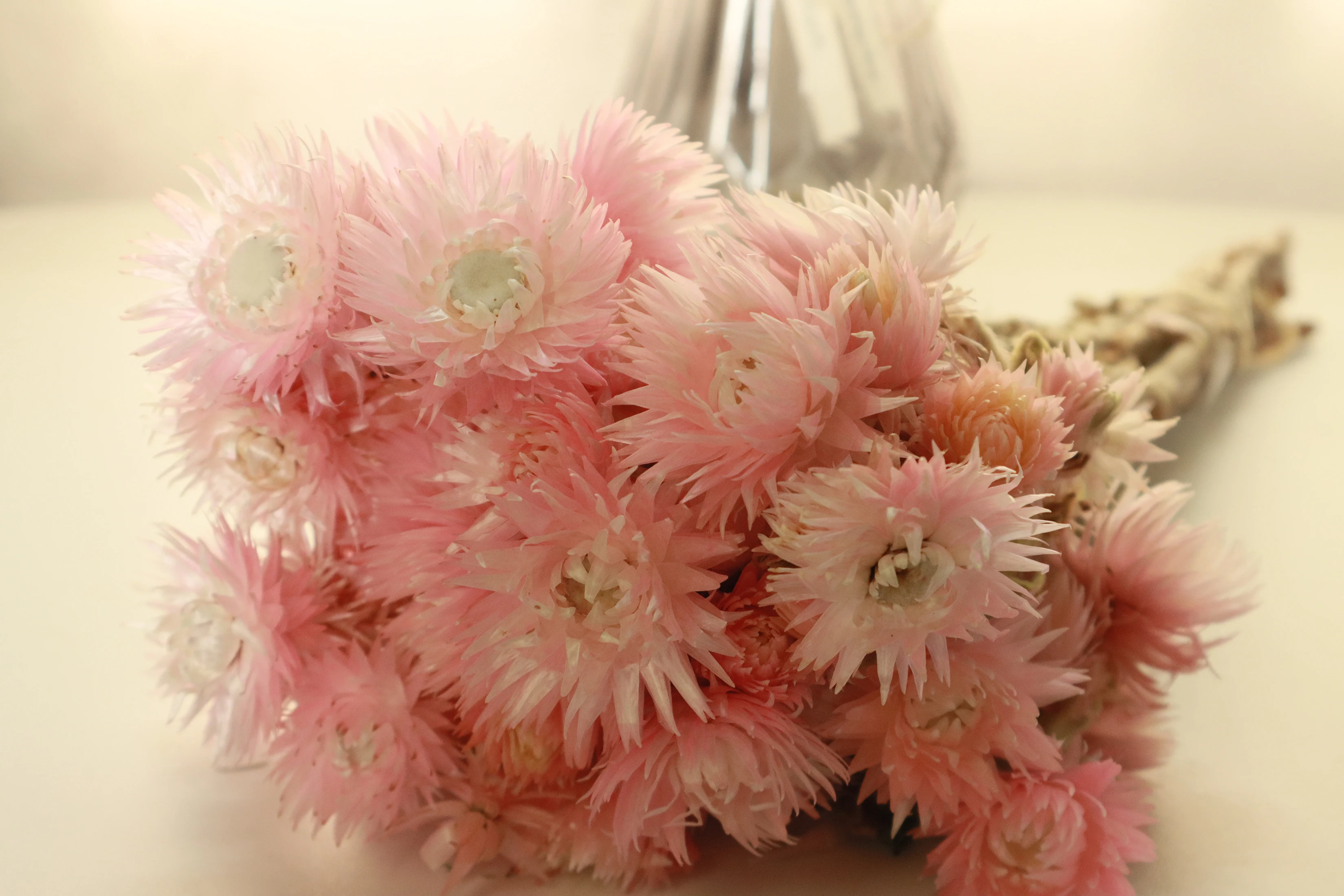 wholesale price natural dried flowers Syncarpha Vestita real everlasting long lasting dried flower for dry flower bouquet