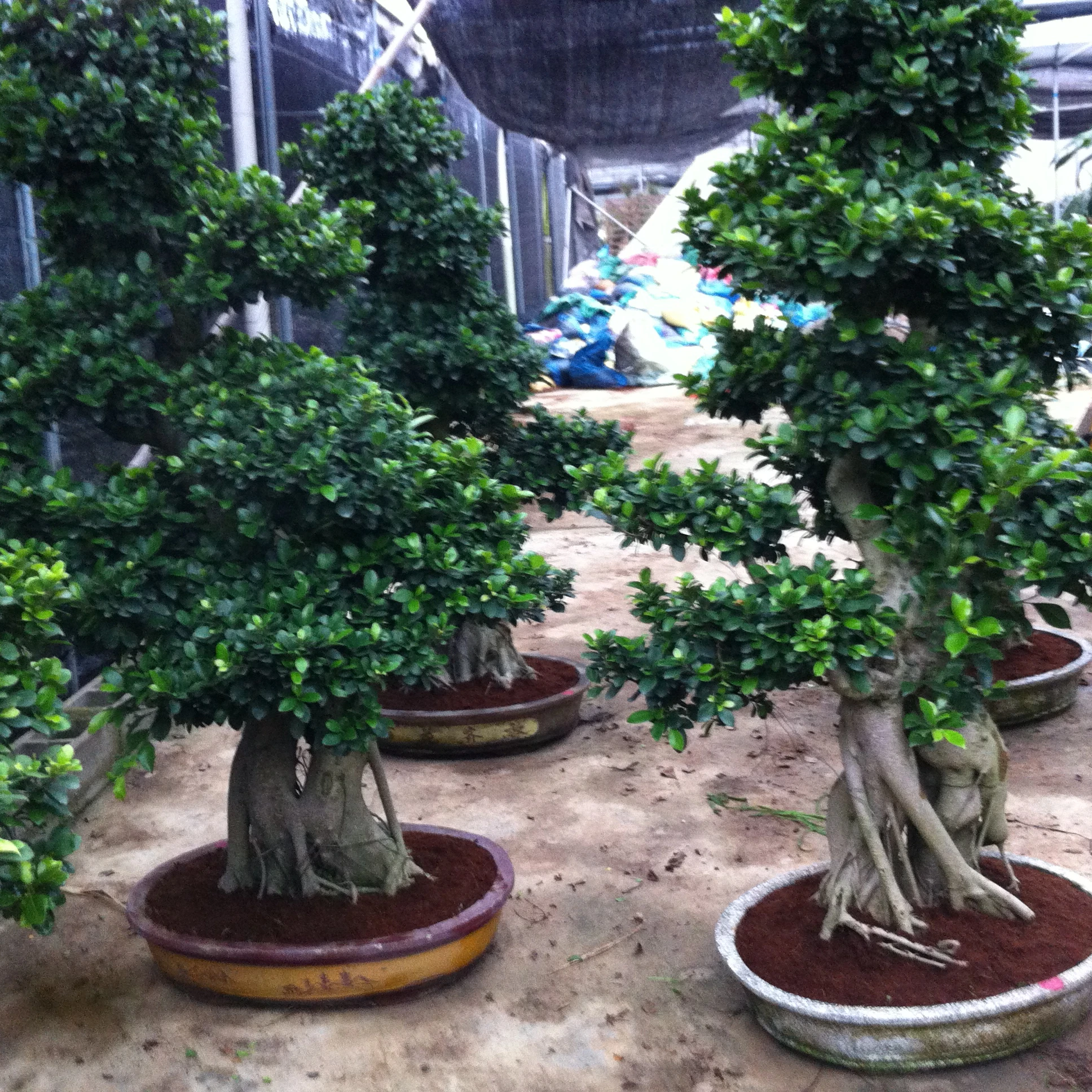 
Бонсай Фикус миркрокарпа 