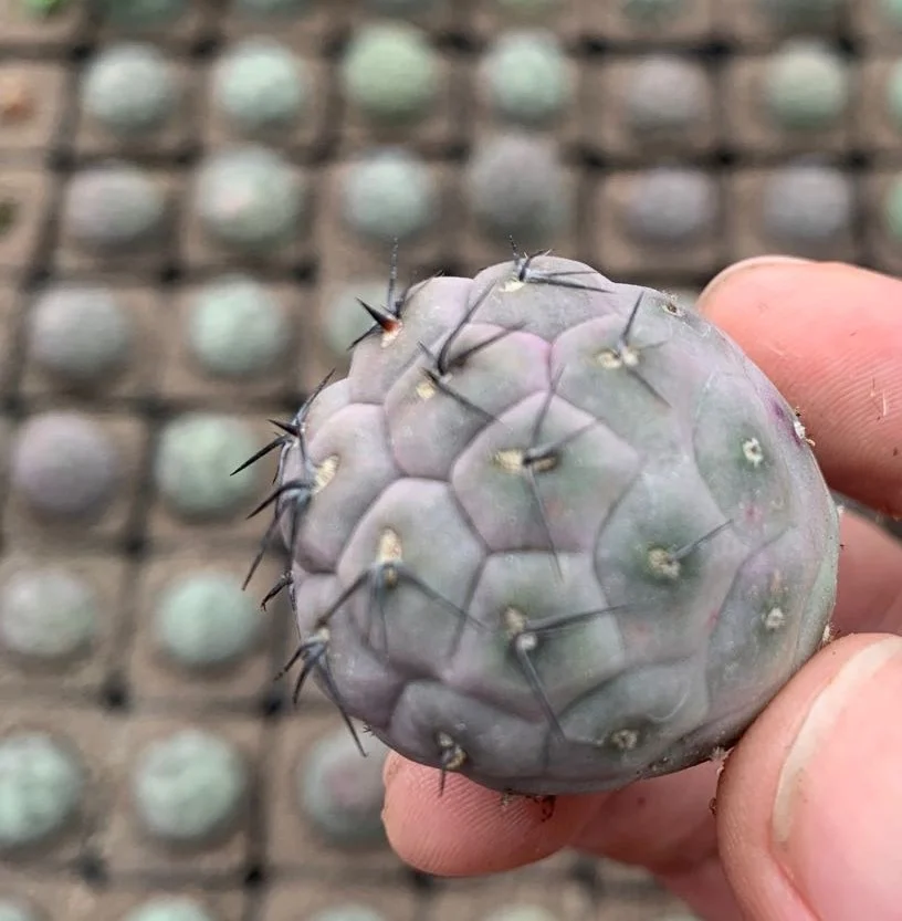 
Low price natural beauty real plant cactus Tephrocactus geometricus variegata for sale 