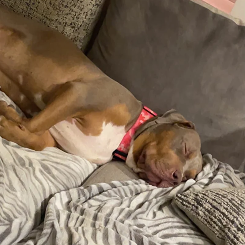 Heavy Duty Custom Nylon Combat Dog Collar Metal Buckle For Medium Large Dogs Soft Padded Dog Collar Manufacturer