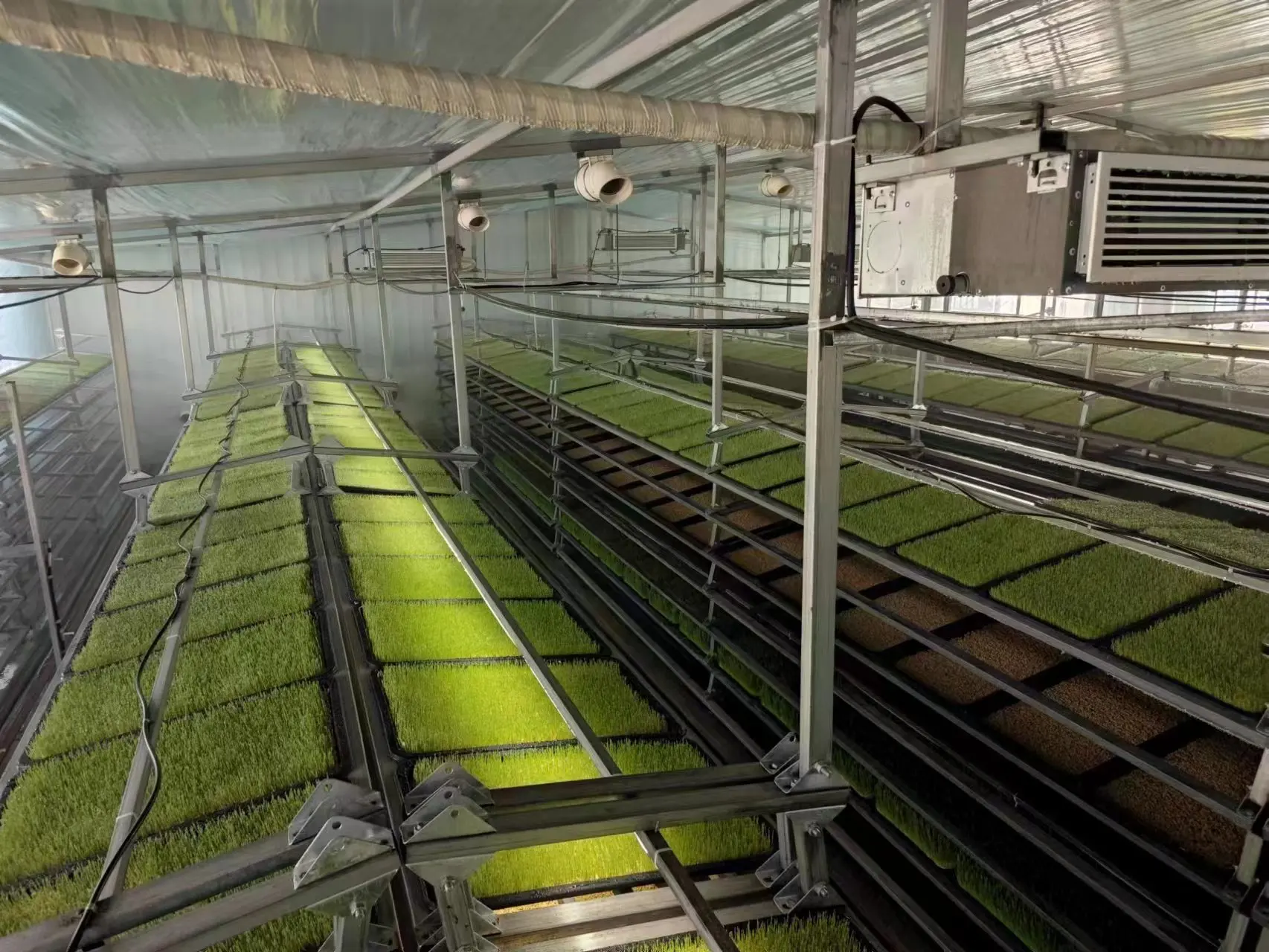 Automatic Barley Sprout Machine Hydroponic Fodder System For Sustainable Farming