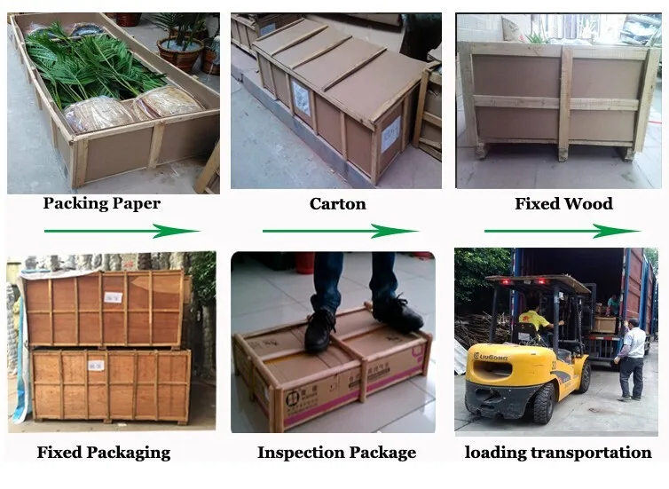 High quality Yucca tree factory spot succulent plant for Dutch iron 130cm tequila