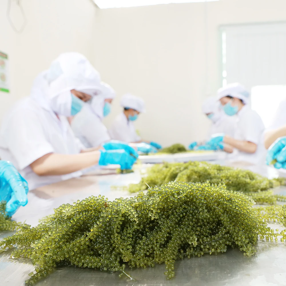 Organic Halal Sea Grapes (Umibudo) Dehydrated Seaweed from Viet Nam GCAP VN Manufacturer OEM Factory Brand Salt Preservation