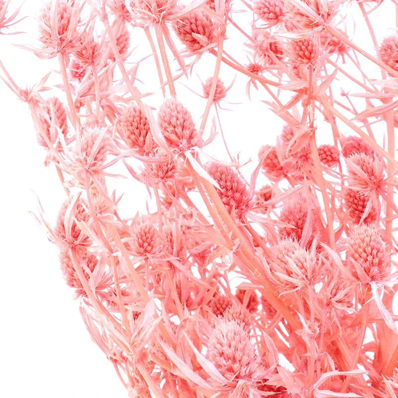 
2021 best popular long lasting flowers dried sea holly flowers in for flower arrangement 