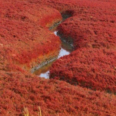 2021 New arrival Drought Resistant High quality Suaeda glauca grass seeds for sale