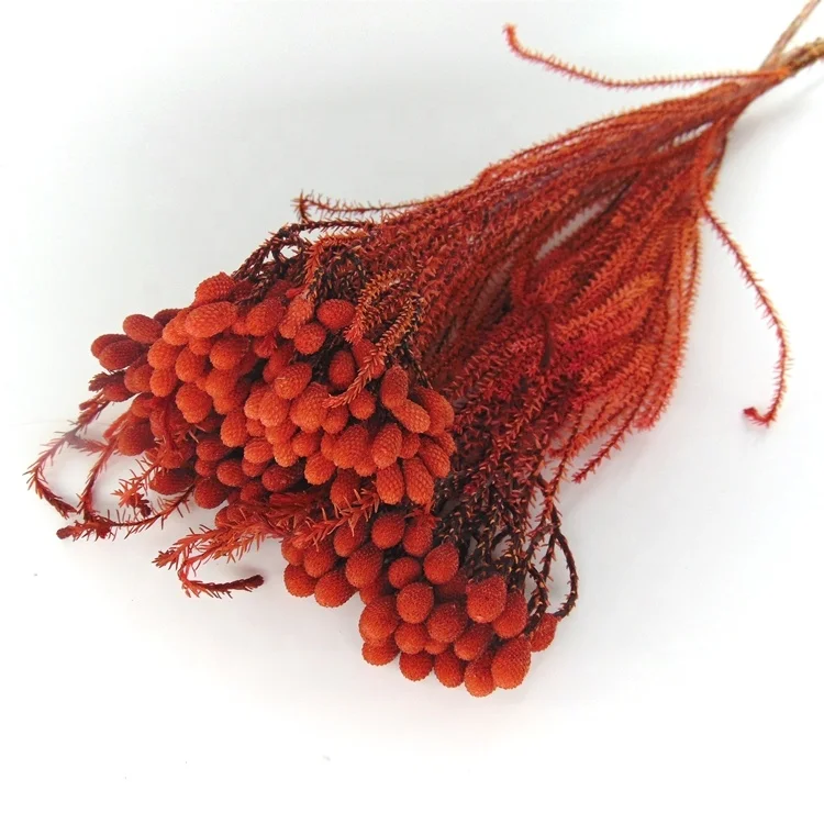 High quality preserved coral flower preserved flowers in glass preserved decor flowers