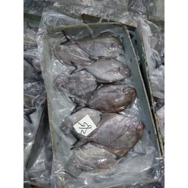 Frozen seafood/WR black pomfret fish