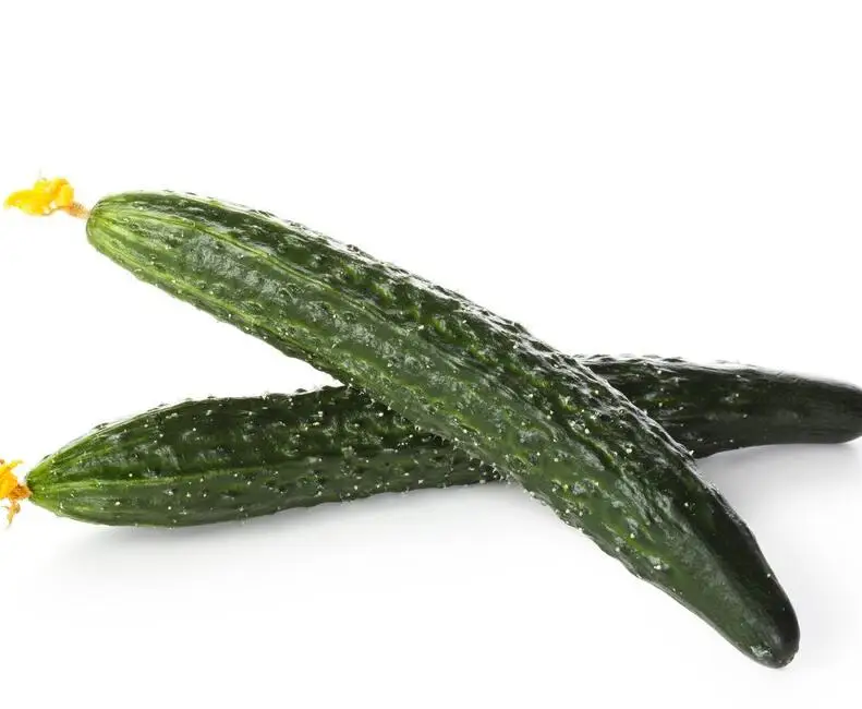 Chinese new-bred cucumber hybrid seeds SXC No.1