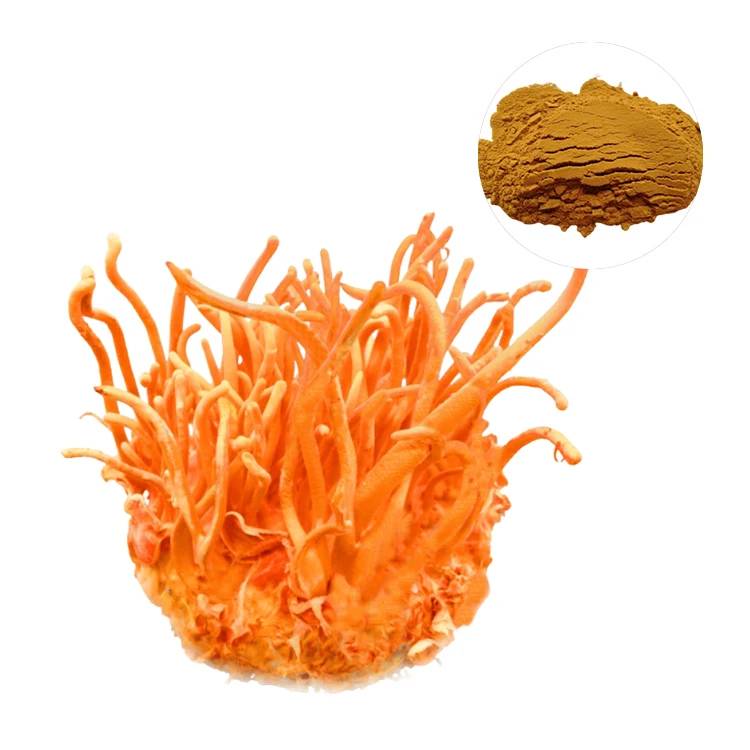 Supplements 20:1 Cordyceps Militaris Longrich Cordyceps Sinensis Extract Powder Cordyceps Mushroom Extract Powder 1 kg