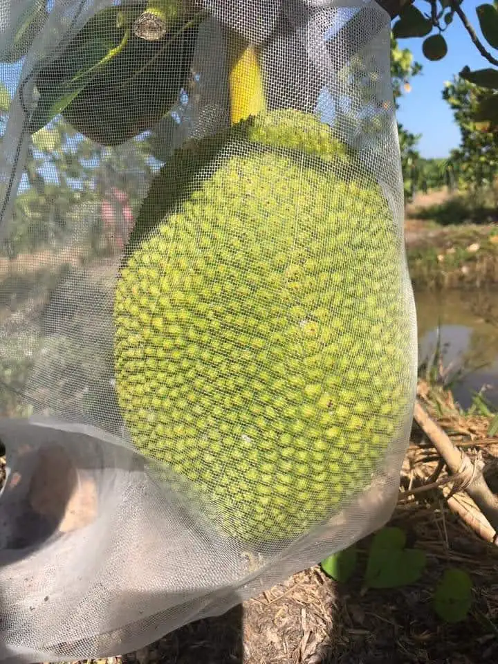 
Best Choice High Quality For Fresh Jack Fruit Shipping From Vietnam With The Gap Certification Have Sweet Taste 