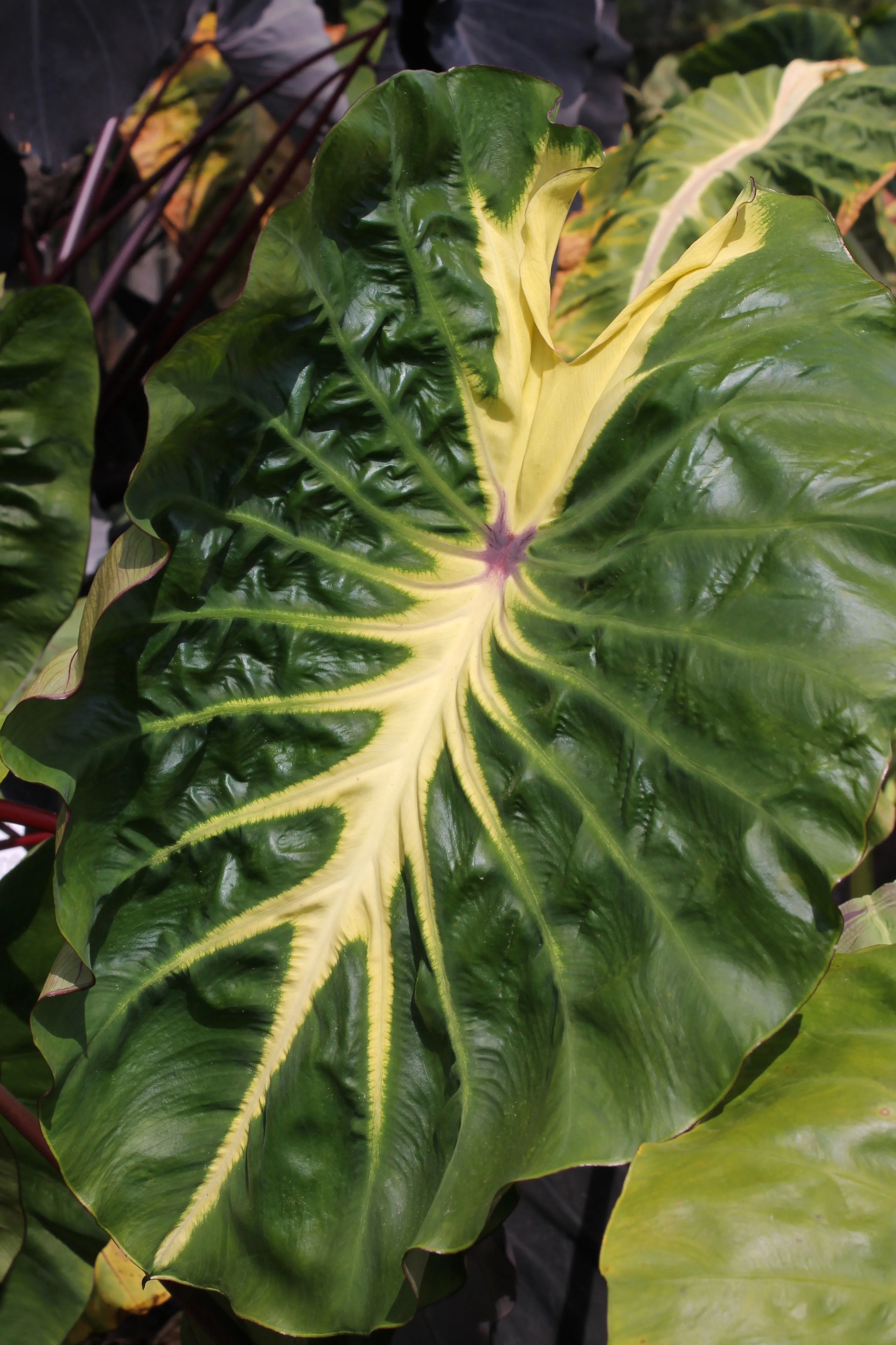 Real plants Indoor ornament Alocasia/Colocasia white lava plant of Indoor ornament  Supplier