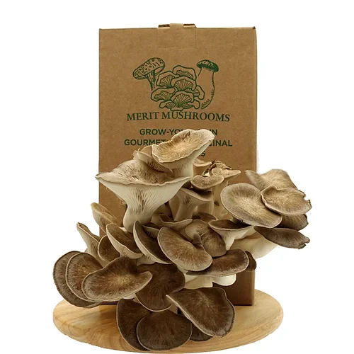 Короткий срок доставки большой черный жемчуг «спрей и рост» Набор для выращивания устриц грибов стартовый набор для выращивания почвы растений