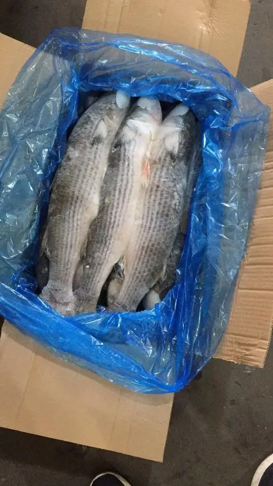Hight quality  Gutted Grey Mullet Frozen on Land