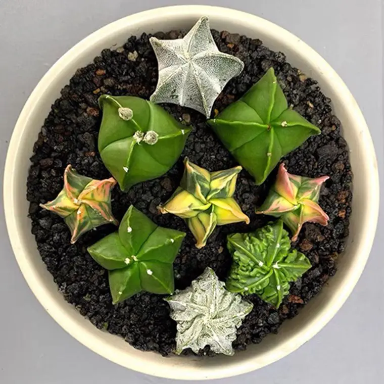 
Custom High Quality Modern Small Bonsai Cactus Succulent Plants 