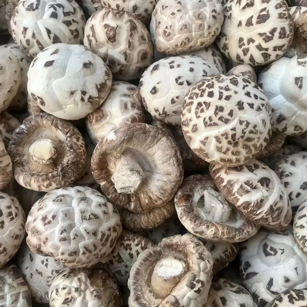 Прямая Продажа с фабрики Henan фирменный высококачественный дневной белый цветочный гриб для приготовления пищи