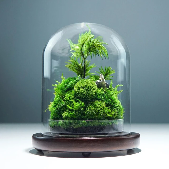 Artistic Creation Natural Moss Art Decoration Preserved Moss Stabilized Moss Terrarium