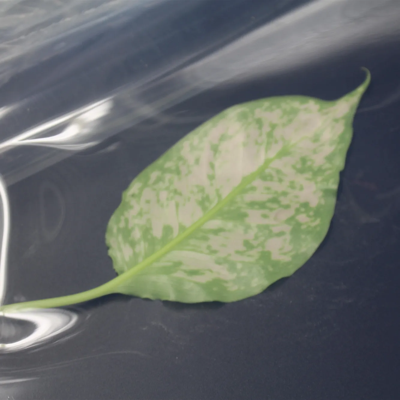 Medical Grade Food Grade  Silicone Transparent Silicone Rubber Waterproofing Membrane 0.5mm Silicone Rubber Sheet