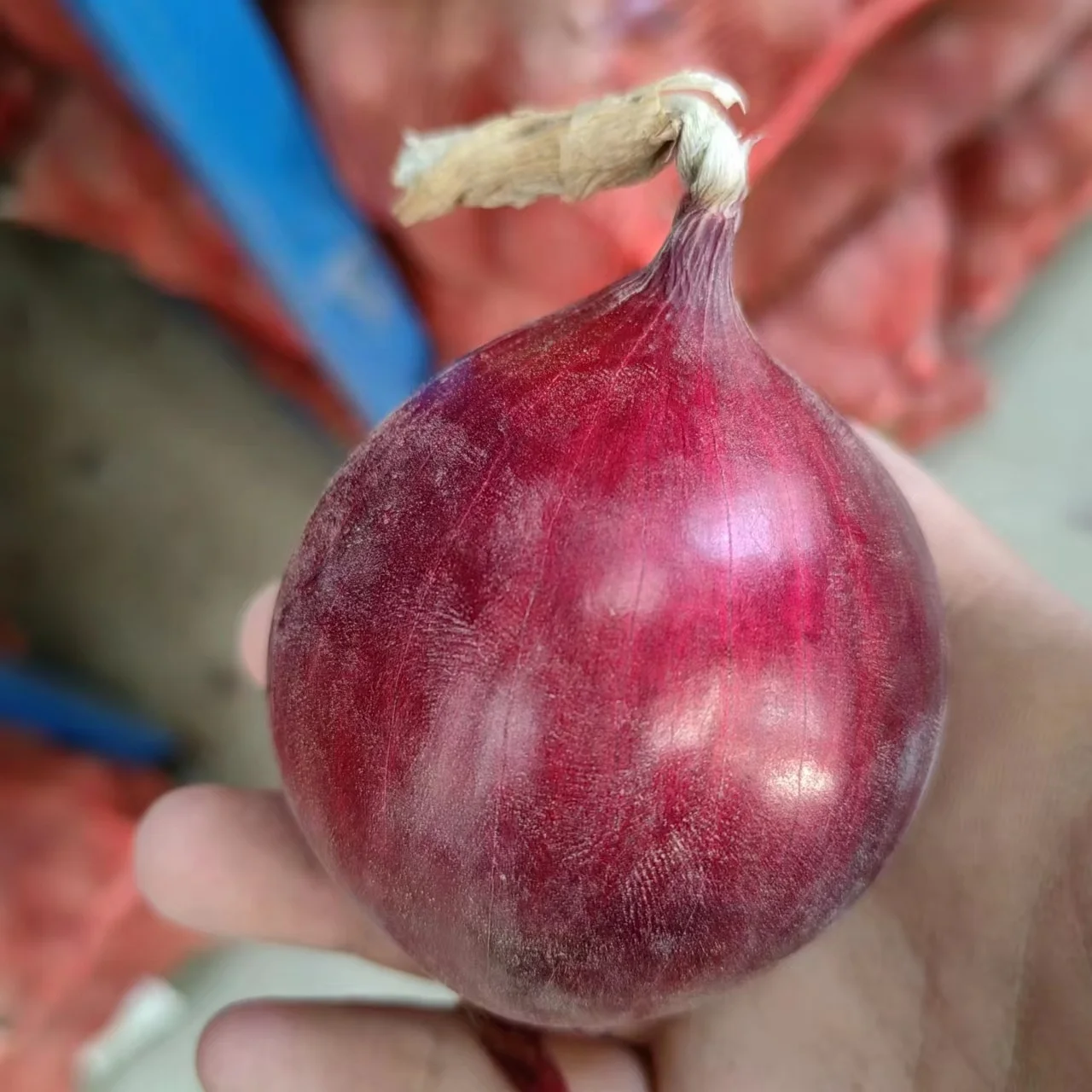 Chinese wholesaler red/purple/yellow onion fresh onion prices