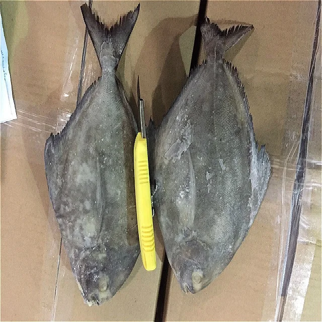 
Indonesia Seafood Fish Frozen Black Pomfret 