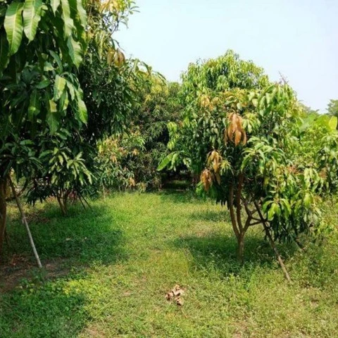 Агент по недвижимости Garden для продажи в Таиланде