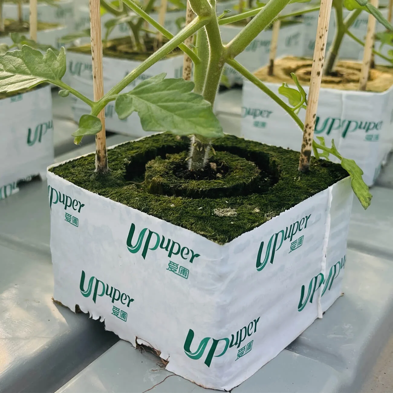 UPuper watering 4x4x4 tomato seedlings root planting rock wool grow cubes for hydroponics