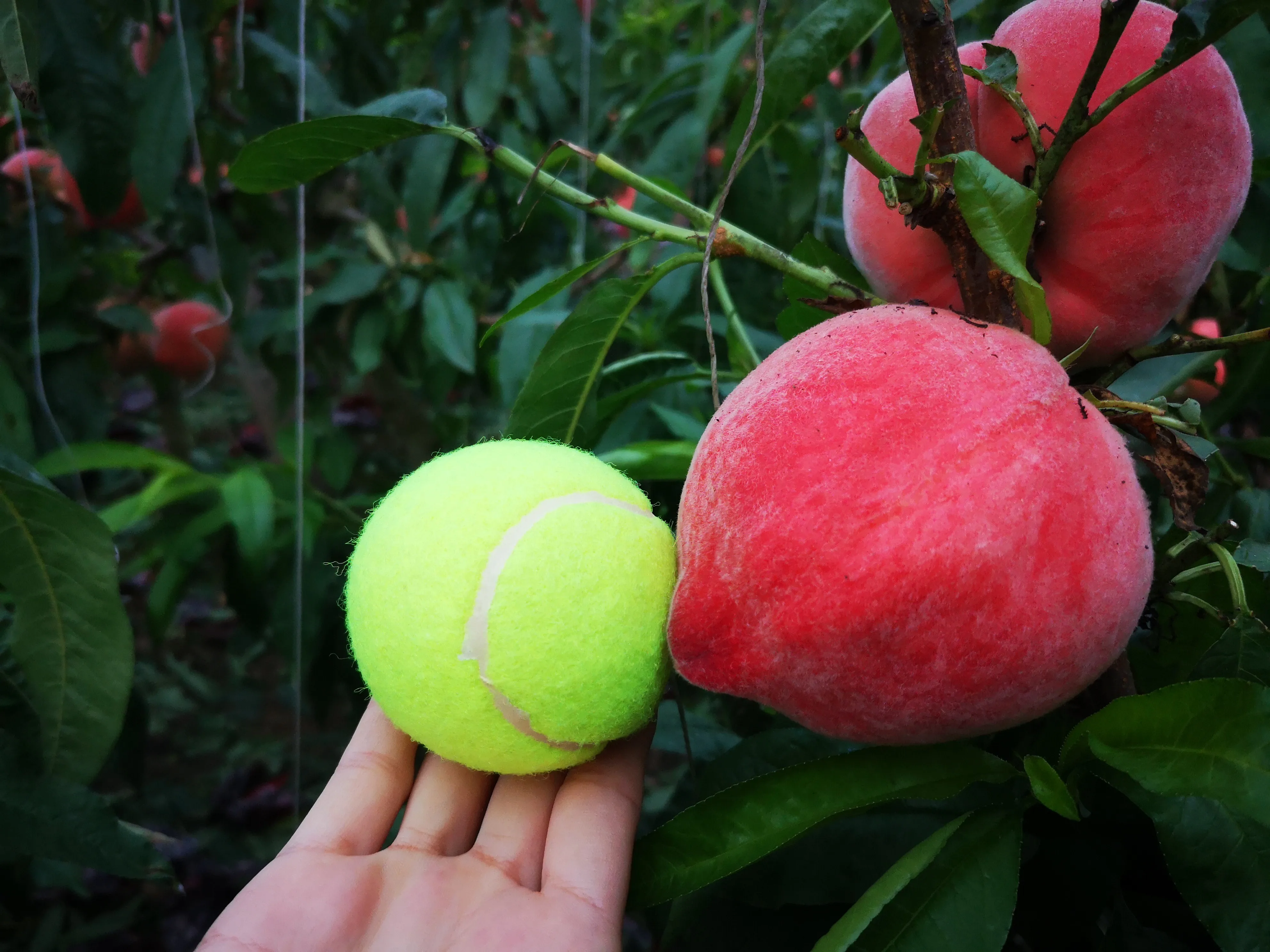 NPK 12 12 17 +MgOprice water soluble fertilizers covers the entire range of plant nutrients required for optimal plant nutrition