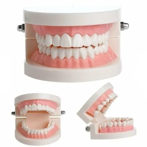 SJ Dental Typodont Teeth Model High Quality Demonstration Denture Frasaco Dental Study Model For Tooth