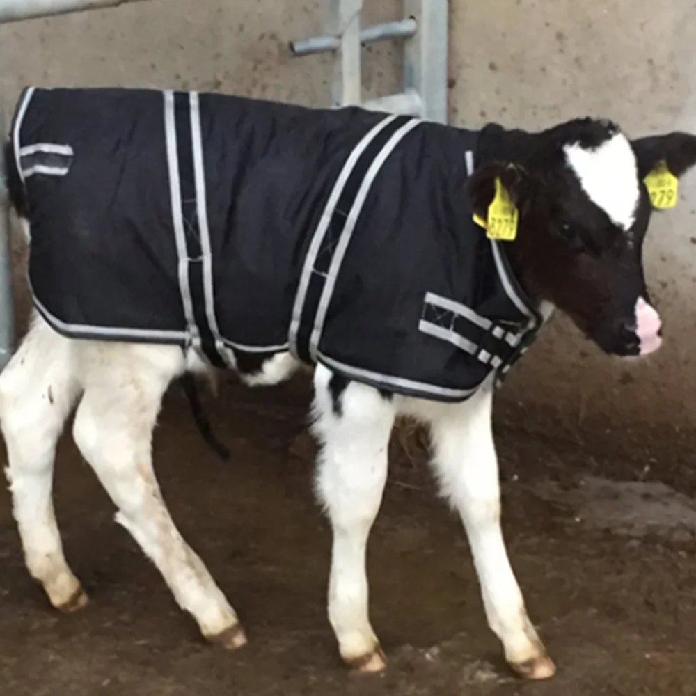 Hot sale Waterproof and cold calf vest Warm calf coat Thickened calf blanket