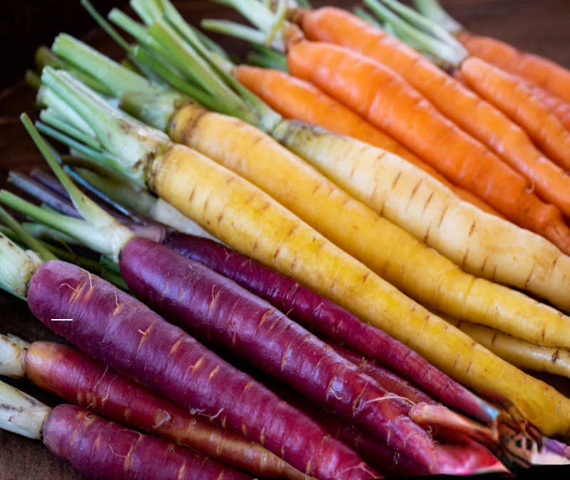 Свежий цвет редис свежий фиолетовый желтый цветной мини-Морковка на палец