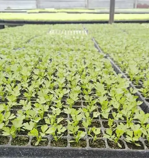 High Efficiency 400 Tray Per Hour Hot Pepper Vacuum Tray Seeder