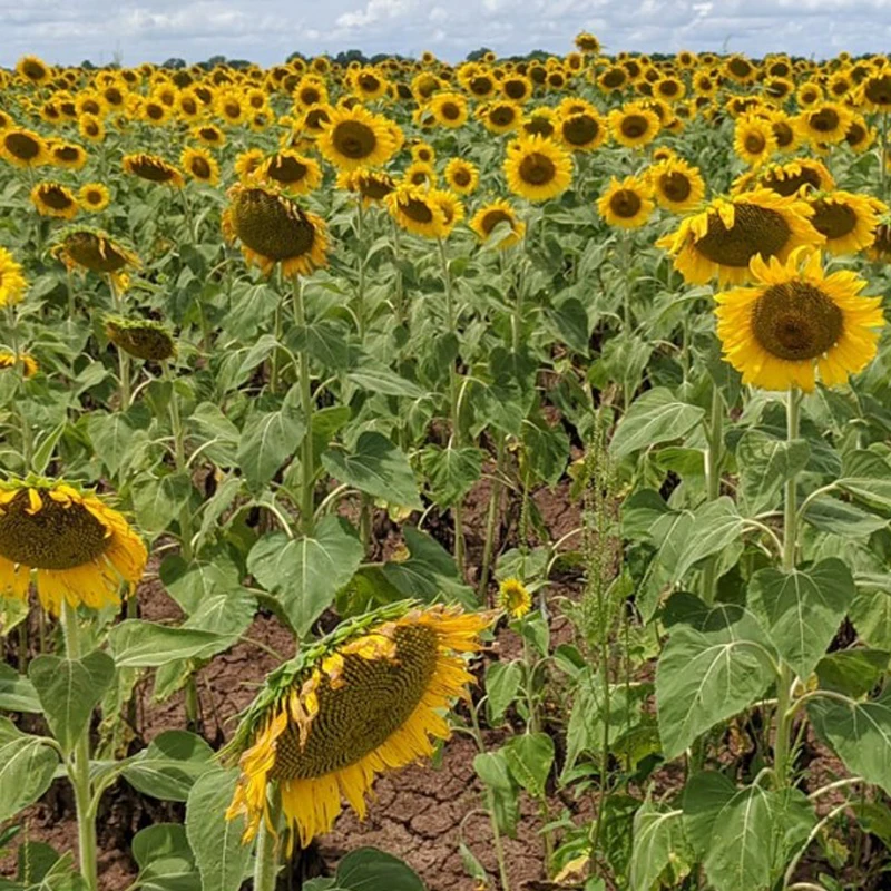 high quality good color in seasoned edible white sunflower seeds from Chinese Inner Mongolia sunflower kernels oil