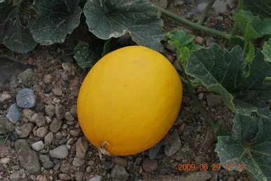  Семена милой дыни Orange Flesh Hybrid F1 из