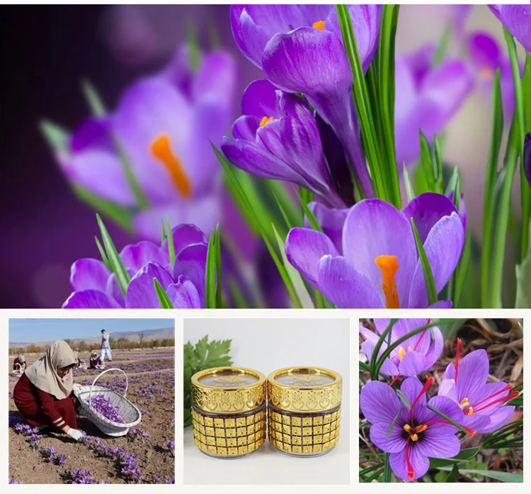 Chinese herbs and spices buy saffron plant extract powder wholesale price of saffron packaging box super negin saffron