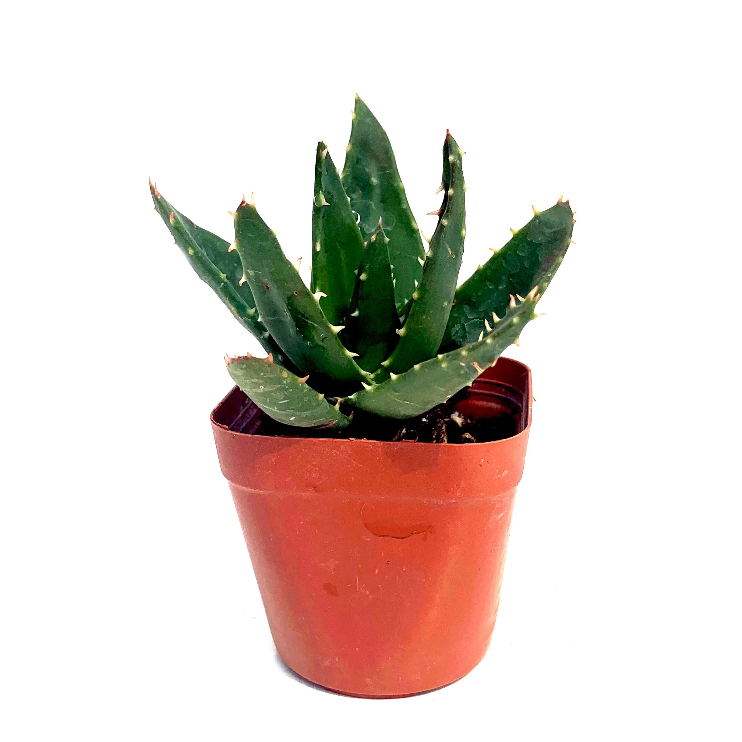 Оптовая продажа, растения bonsaicactus с алоэ, суккуленты для дома, натуральные зеленые настольные растения для украшения офиса