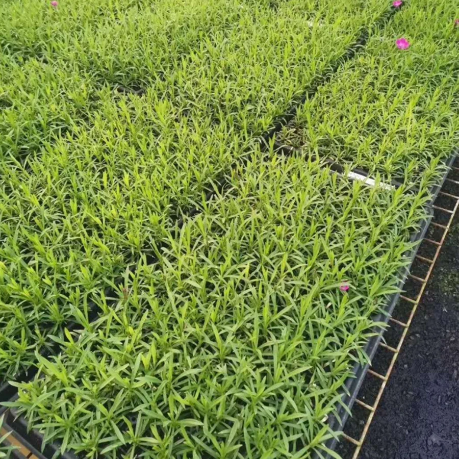 Forestry Plastic Carry 105 Cells Tomato Broccoli Pepper Nursery Plant Trays on Sale
