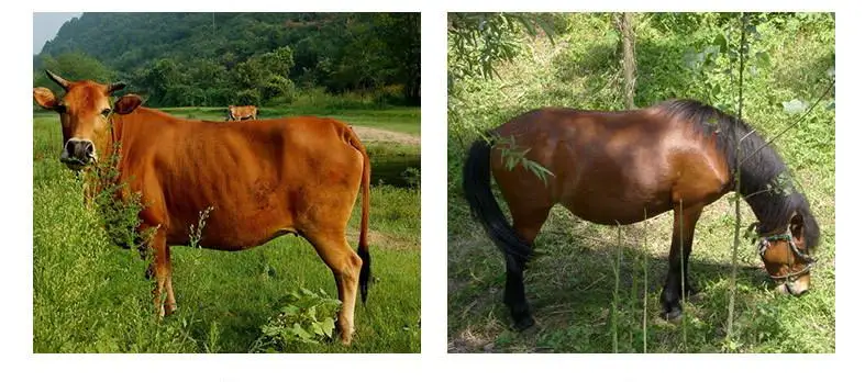 Livestock Veterinary Ultrasound Machine Pig Sheep Cattle Animal B Ultrasound Pregnancy Detector HD Portable Pregnancy Detector