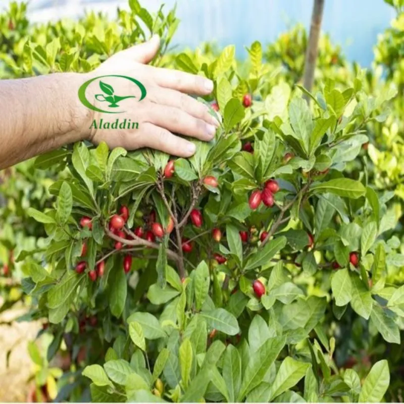 Factory Supply Private Label Natural Miracle Berry Extract Fruit Powder Mysterious Fruit Miraculin Powder Freeze Drying Miracle