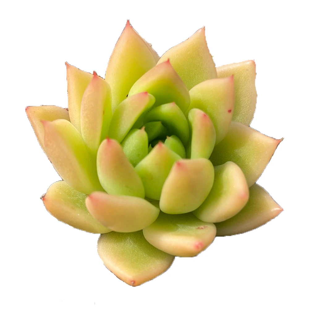 
High Quality About6cm Pink Living Plants Succulent Plant Flowerpot Succulentartificial succulents for sale 